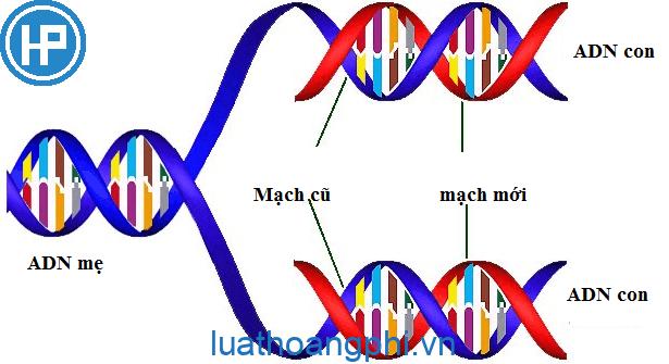 Chức năng của ADN là?