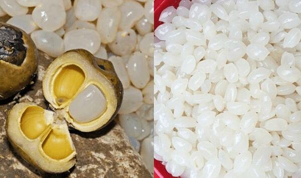 Bà bầu ăn hạt đác được không? 7 công dụng mẹ bầu nên biết