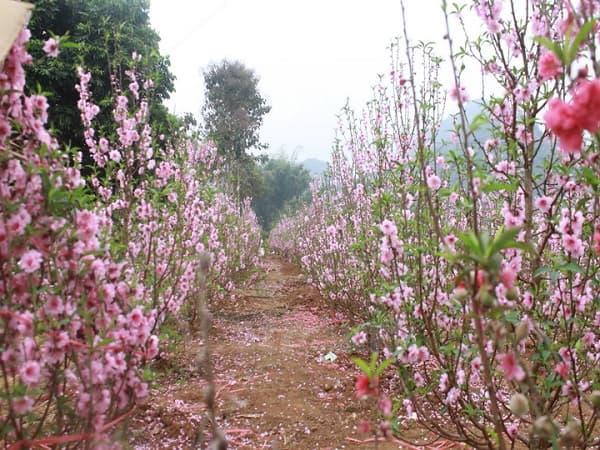 Điểm danh các loại hoa Đào chơi Tết được ưa chuộng