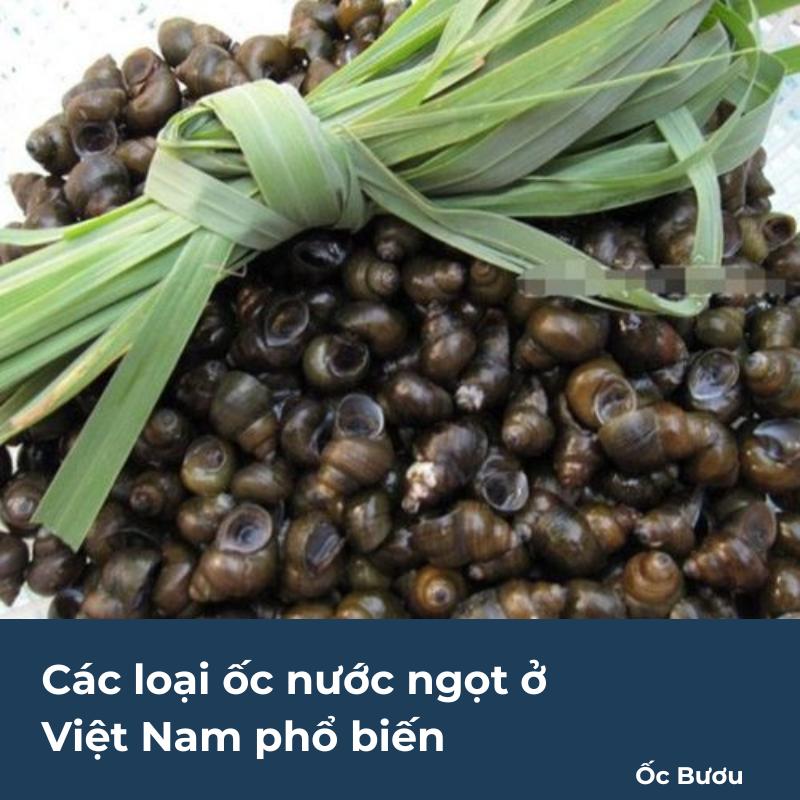 Tìm hiểu về các loại ốc nước ngọt ở Việt Nam - Ốc Bươu - Khám Phá Thế Giới Ốc, Hướng Dẫn Chế Biến Những Món Ăn Ngon Từ Ốc