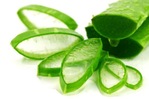 Top 5 cách bảo quản nha đam đơn giản Top 5 cách bảo quản nha đam đơn giản