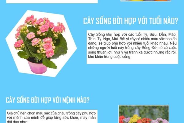 Cây Sống Đời hợp mệnh gì, tuổi gì? Ý nghĩa phong thủy