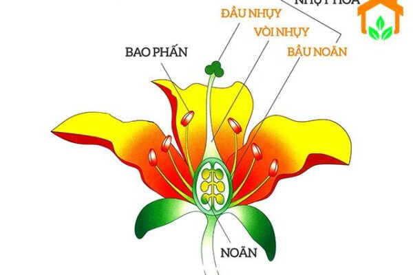 Tự thụ phấn là gì ? Một số đặc điểm về cây trồng tự thụ phấn