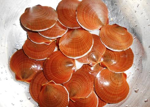 Tìm hiểu từ A-Z các loài sò biển