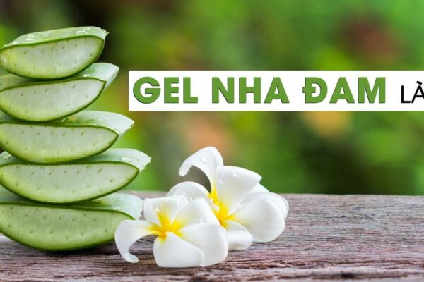 Gel nha đam là gì? 10 công dụng của gel nha đam nguyên chất