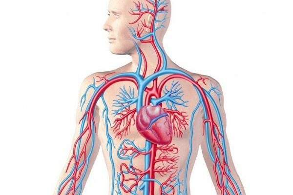 Mạch máu dẫn máu đến tim là mạch gì? Có đặc điểm thế nào?