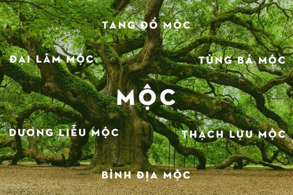 Phong thủy mệnh Mộc hợp màu gì và kỵ màu gì?