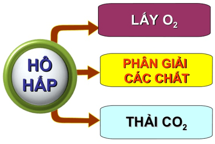 Lý thuyết 11: Hô hấp ở động vật