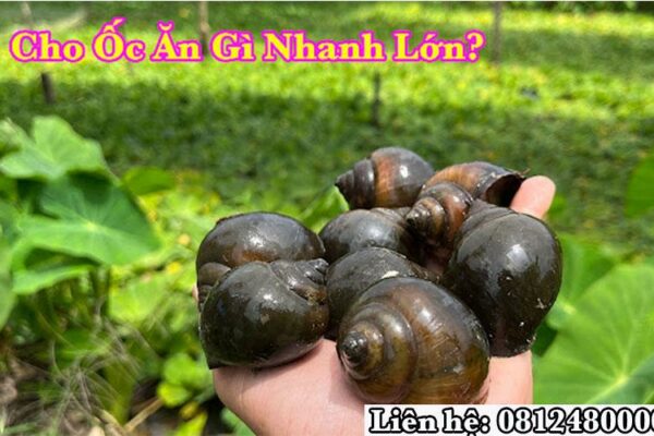 Ốc Bươu Giống Miền Trung