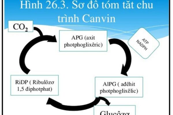 Chu trình Canvin là gì? Các giai đoạn và sản phẩm của chu trình Canvin