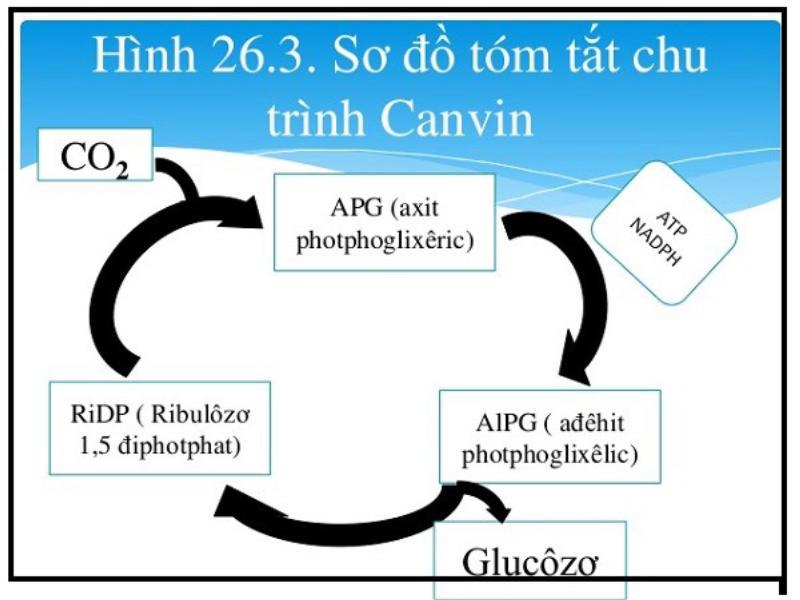 Chu trình Canvin là gì? Các giai đoạn và sản phẩm của chu trình Canvin