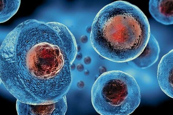 Tế bào gốc (Stem Cell) là gì? Công dụng và ứng dụng của tế bào gốc