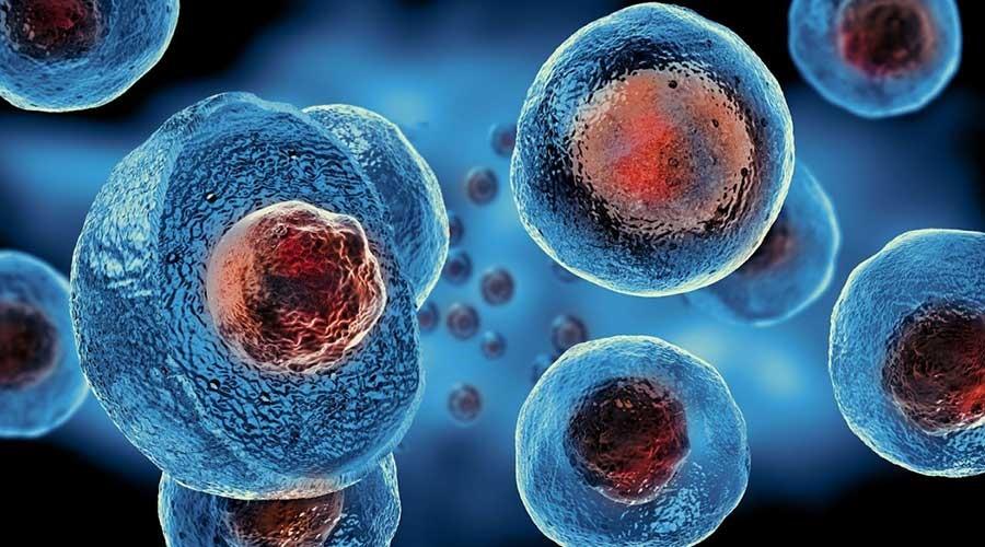 Tế bào gốc (Stem Cell) là gì? Công dụng và ứng dụng của tế bào gốc