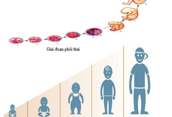 Ở động vật đẻ trứng, sự sinh trưởng và phát triển của giai đoạn phôi theo trật tự?