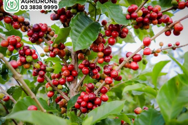 Cây cà phê được trồng nhiều nhất ở vùng nào?