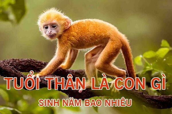 Tuổi Thân hợp với tuổi nào? Tình duyên ra sao?