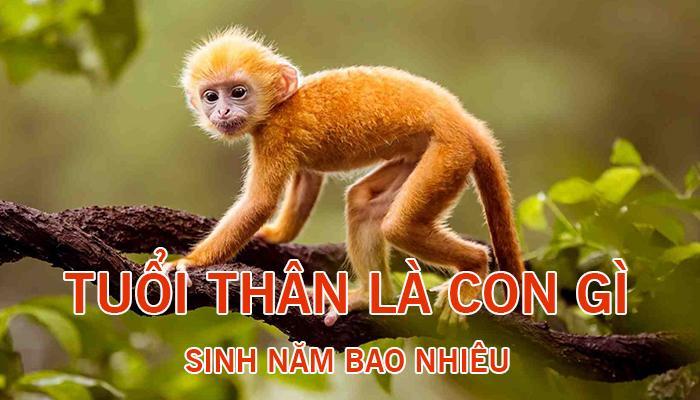 Tuổi Thân hợp với tuổi nào? Tình duyên ra sao?