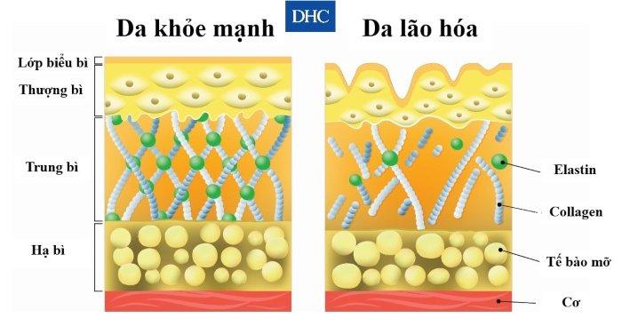 (Tư vấn) Uống collagen khi nào thì tốt nhất cho sức khỏe và làn da?