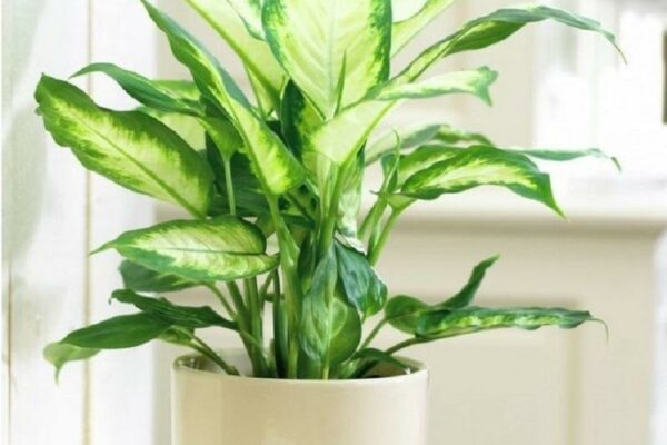 Top 8 cây trồng cho nhà nhỏ, có tác dụng thải độc thần kỳ