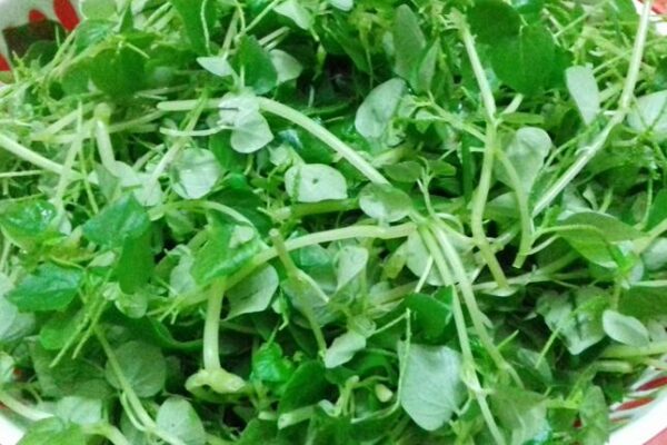 Bà bầu ăn rau càng cua được không và ăn bao nhiêu thì tốt? Bà bầu ăn rau càng cua được không và ăn bao nhiêu thì tốt?