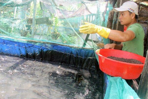 Cá lóc ăn gì? Thức ăn tự nhiên và thức ăn công nghiệp cho cá lóc