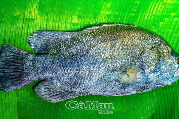 Cá rô biển - Món quà từ Ðất Mũi