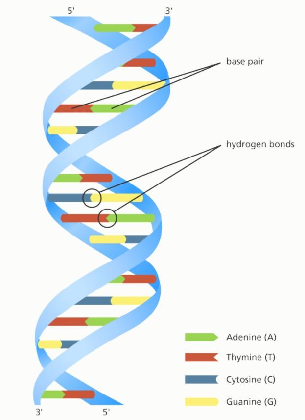 ADN là gì?
