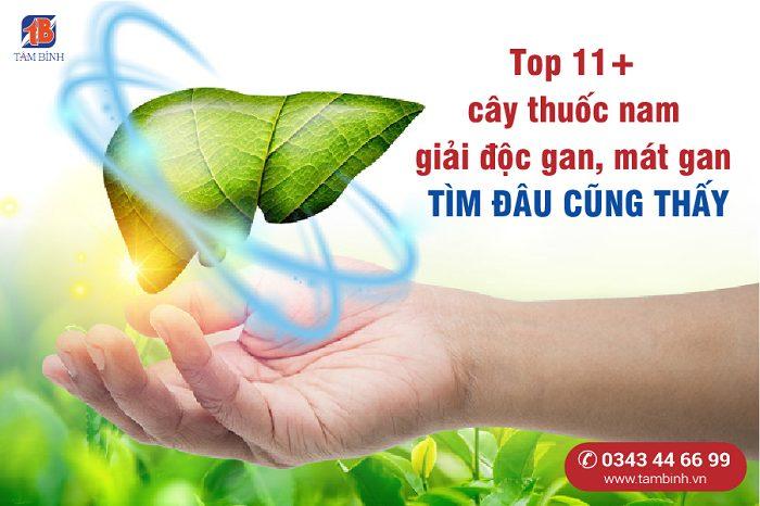 Top 11+ cây thuốc nam giải độc gan, mát gan TÌM ĐÂU CŨNG THẤY