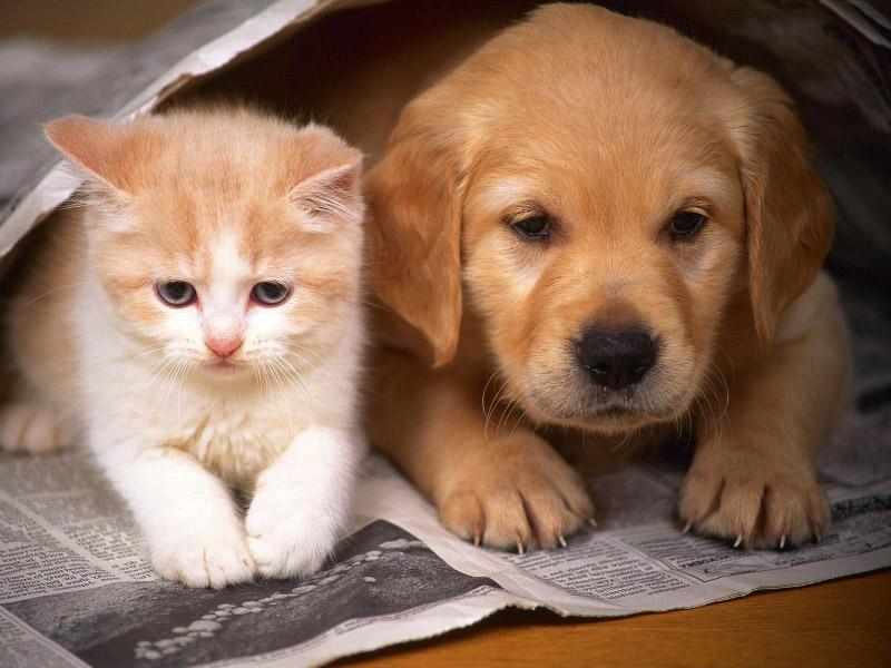 Lý giải quan niệm: “Mèo đến nhà thì khó, chó đến nhà thì sang” theo lăng kính đạo Phật