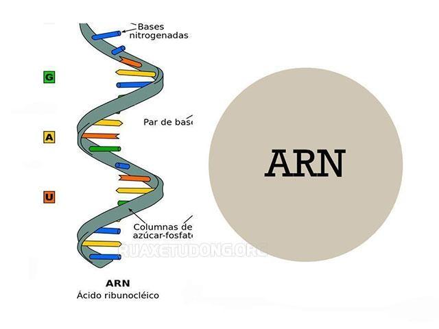 ARN là gì? Cấu trúc và chức năng của ARN