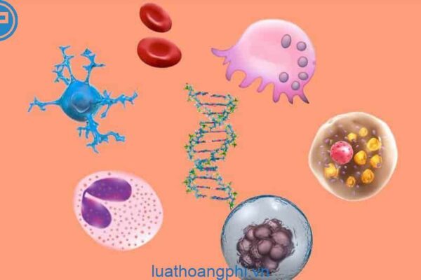 Hãy chứng minh tế bào là đơn vị chức năng của cơ thể