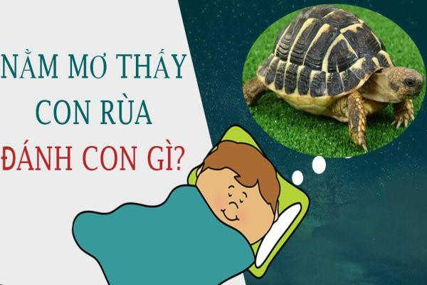 Rất Hay: Con rùa số mấy? Mơ thấy rùa là điềm báo gì? Đánh đề con gì