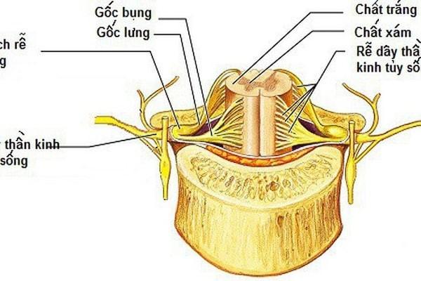 Dây thần kinh tủy sống có cấu trúc và chức năng như thế nào?