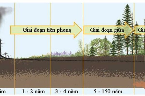 Diễn Thế Sinh Thái Là Gì? Nguyên Nhân, Kết Quả Và Bài Tập Trắc Nghiệm