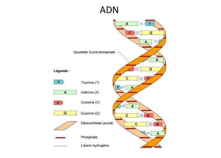 DNA là gì? Ý nghĩa y học của xét nghiệm DNA