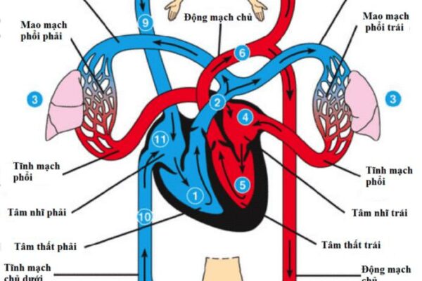Tất tần tất các bộ phận trên cơ thể người bạn nên biết