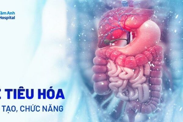 Hệ tiêu hóa gồm những cơ quan nào? Vai trò và chức năng