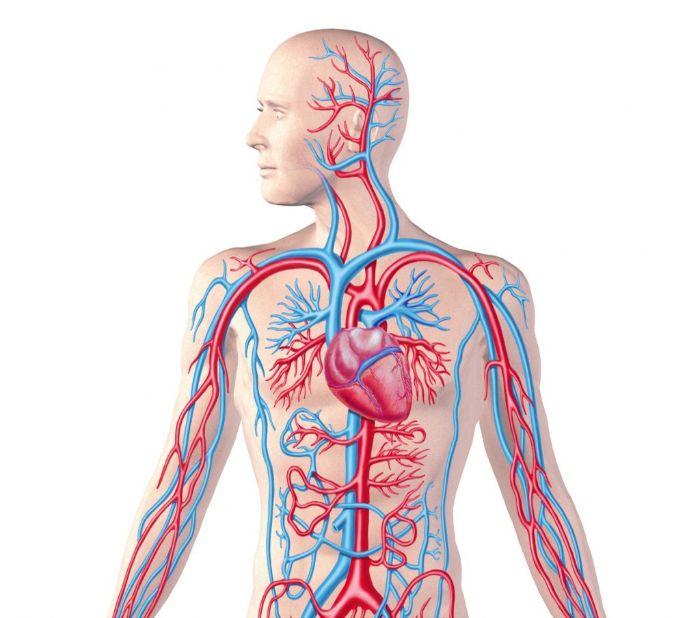 Cấu tạo và chức năng của hệ tuần hoàn trong cơ thể con người