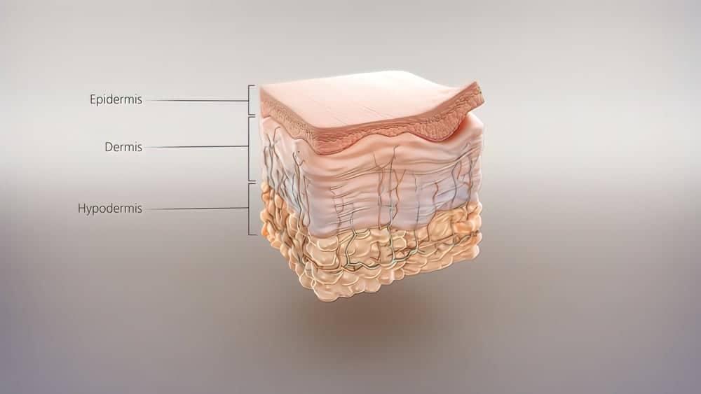 Cấu tạo và chức năng của da