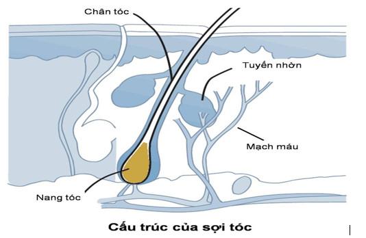 Cảnh báo: Có thể bạn đang mất dần khả năng mọc lại tóc