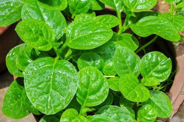 Những "đại kỵ" khi ăn rau mồng tơi cần bỏ ngay