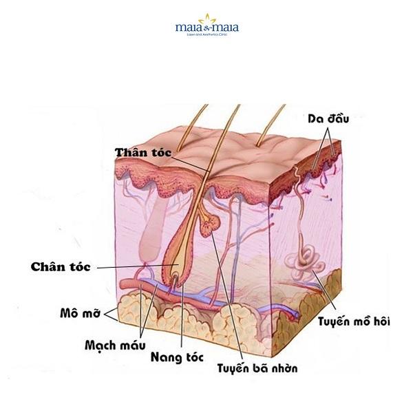 Chức năng của nang tóc là gì? Nuôi dưỡng nang tóc như thế nào?