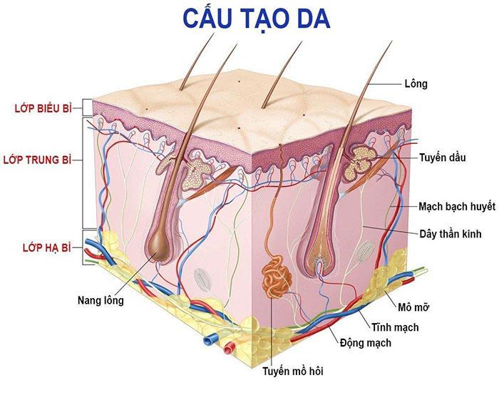 Nên uống collagen hay nội tiết tố: Trường hợp nào nên Uống gì?