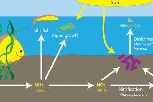 Khí NO2 là gì, có màu và mùi gì, có độc không? Khí NO2 là gì, có màu và mùi gì, có độc không?
