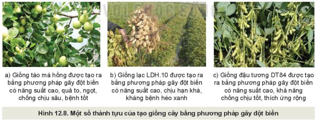 Lý thuyết một số phương pháp chọn, tạo giống cây trồng - Công nghệ 10