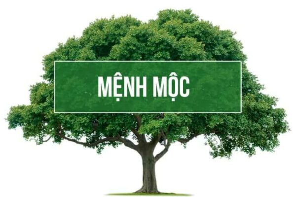 Tổng hợp các con số hợp mệnh Mộc mang lại may mắn, tài lộc