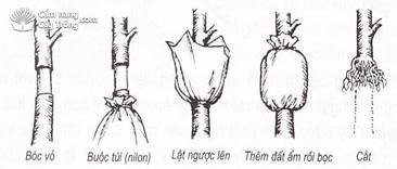 Kỹ thuật nhân giống bằng hình thức chiết, ghép và giâm cành