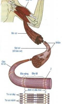 Bài 9. Cấu tạo và tính chất của cơ