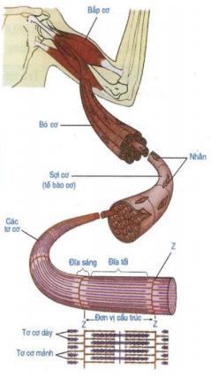 Bài 9. Cấu tạo và tính chất của cơ