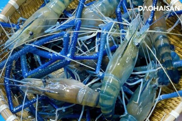 Giá tôm càng xanh HCM hôm nay? Mua tôm càng xanh sống ở đâu uy tín